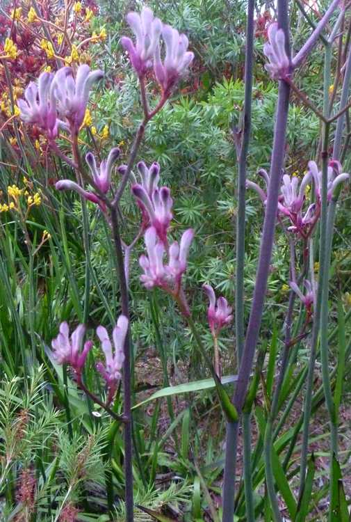 Image of Anigozanthos 'Landscape Bicolour Purple'